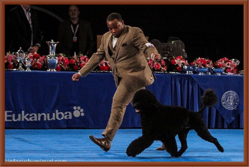 Remy Shows Manly at the 2015 Eukanuba National Dog Show
